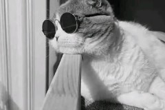 拜仁慕尼黑错失德甲新星马丁内利：转会窗口失败原因分析